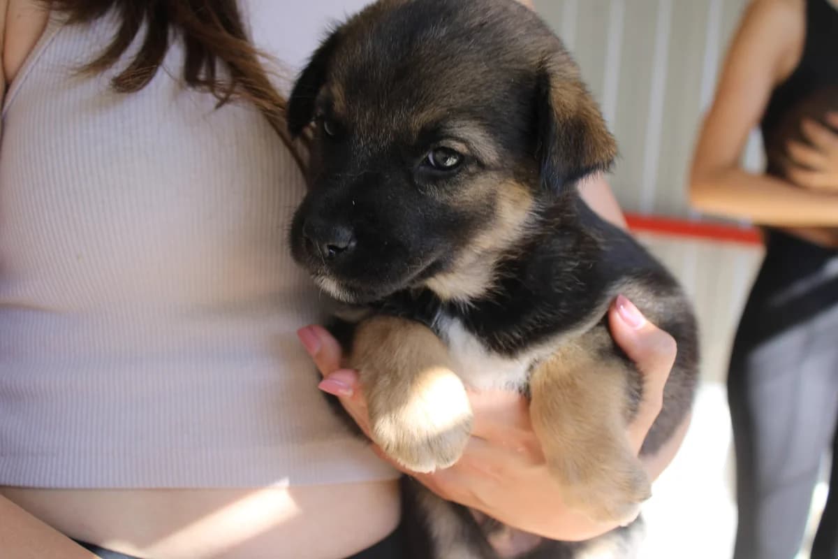 Corbi, male puppy Mixed Breed for adoption at Ein Herz für Streuner e.V., München