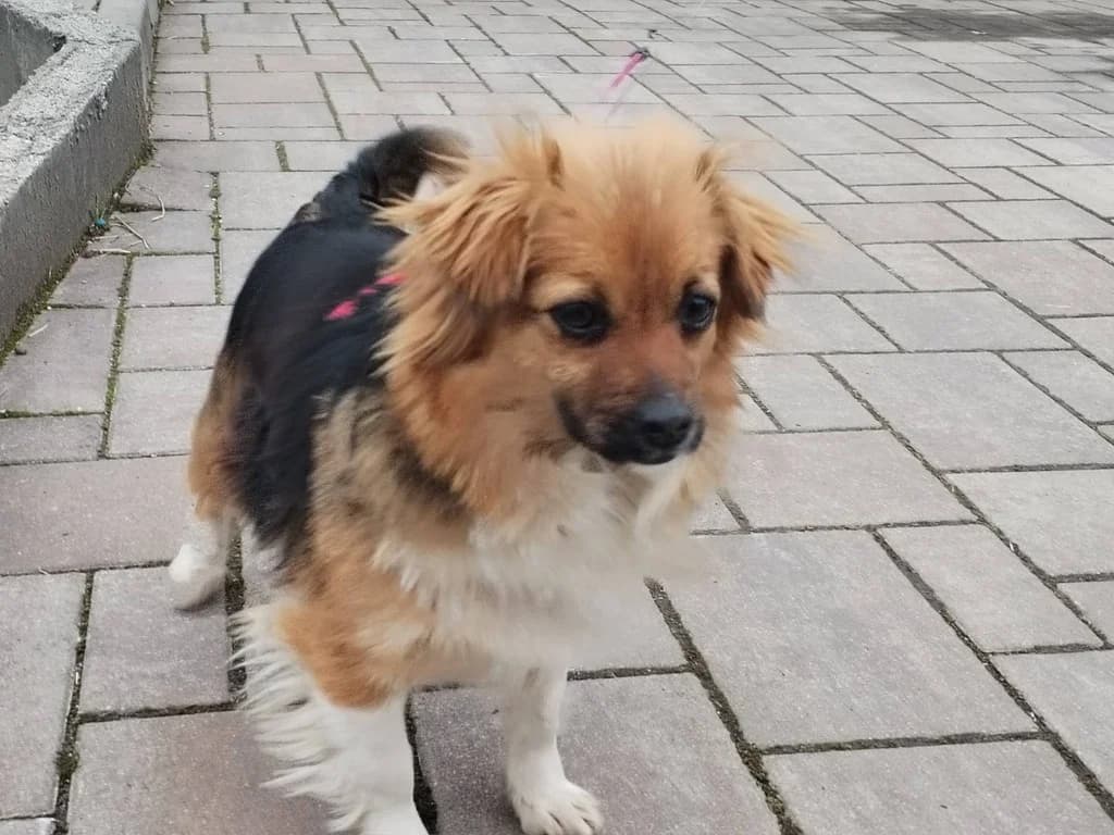 Coretta, young Mixed Breed for adoption at Ein Herz für Streuner e.V., München
