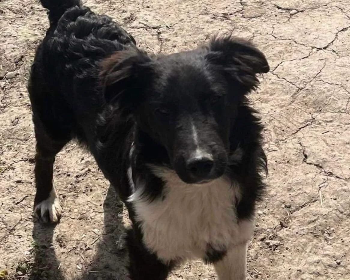 Corin, male 5yo Mixed Breed for adoption at Ein Herz für Streuner e.V., München