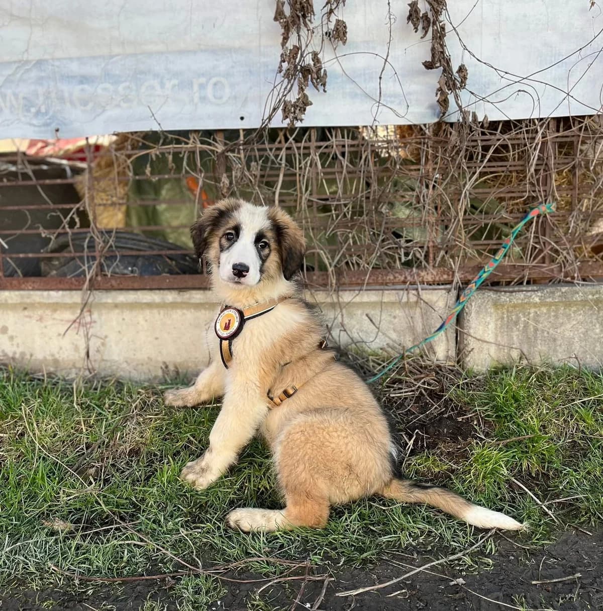 Corleone, male puppy Mixed Breed for adoption at Ein Herz für Streuner e.V., München