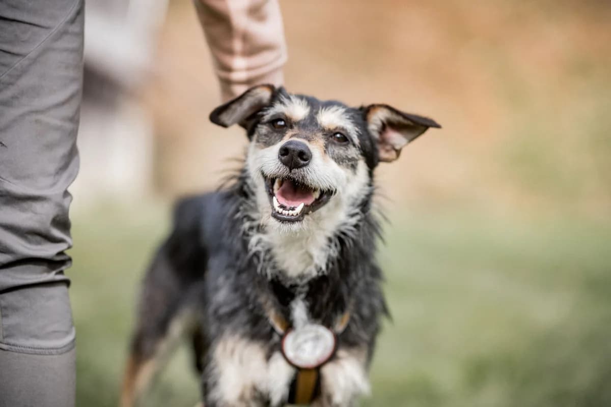 Corny, female young Mixed Breed for adoption at Ein Herz für Streuner e.V., München