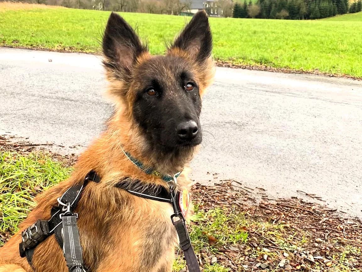 Corrado, male 6yo Mixed Breed for adoption at Ein Herz für Streuner e.V., München