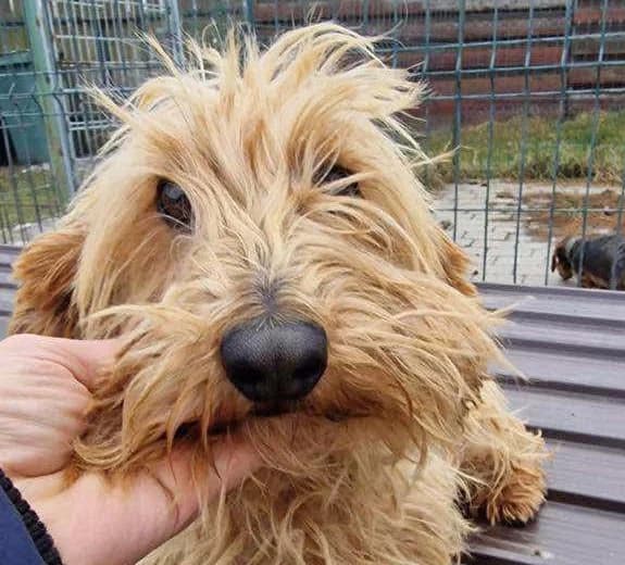 Cosette, 5yo Mixed Breed for adoption at Ein Herz für Streuner e.V., München