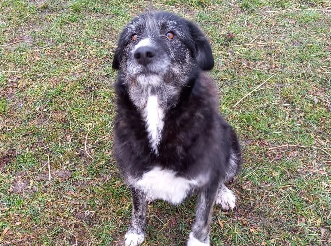 Cosima, female 4yo Mixed Breed for adoption at Ein Herz für Streuner e.V., München