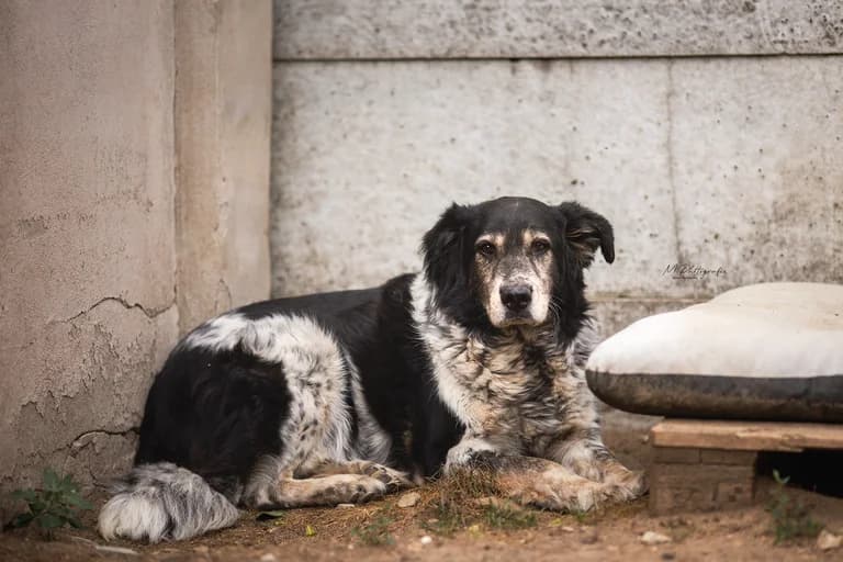 Cosimo, tricolor male 6yo Mixed Breed for adoption at Ein Herz für Streuner e.V., München