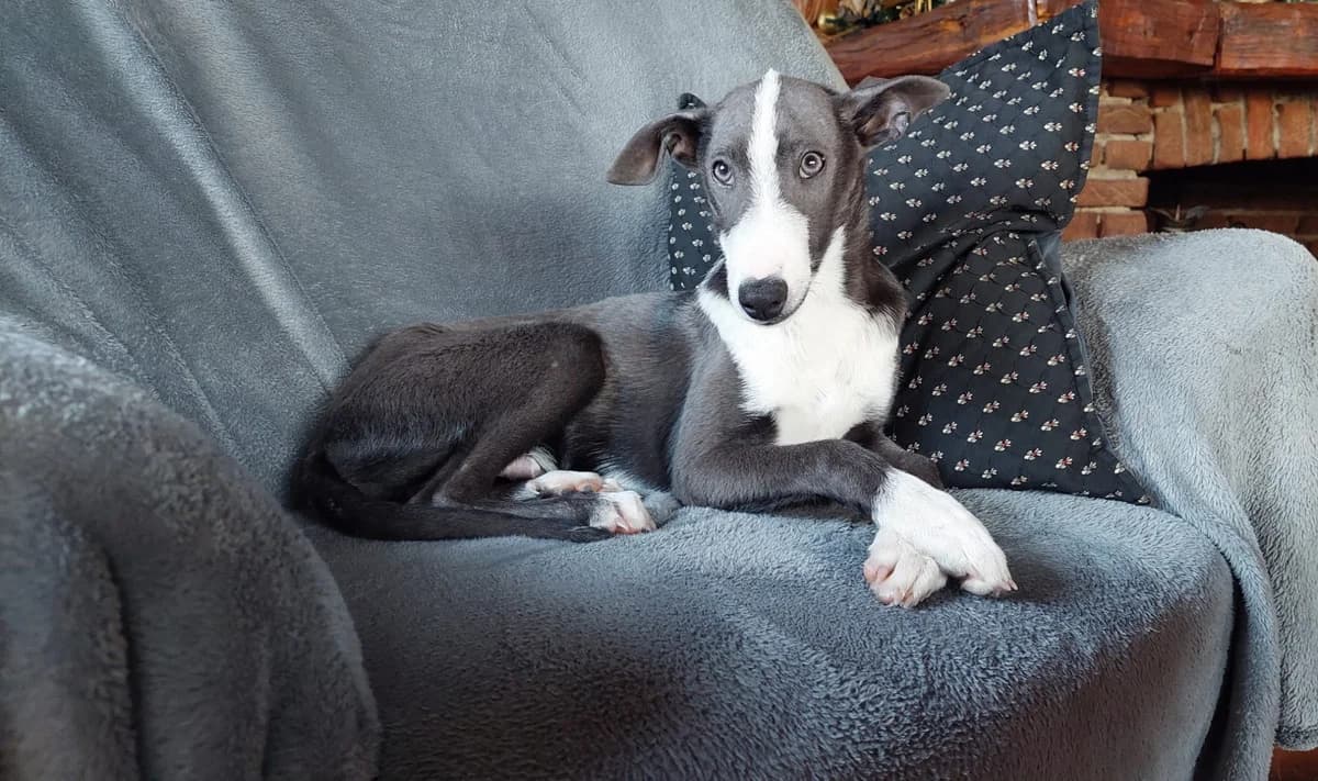 Cosmin, male 5yo Mixed Breed for adoption at Ein Herz für Streuner e.V., München