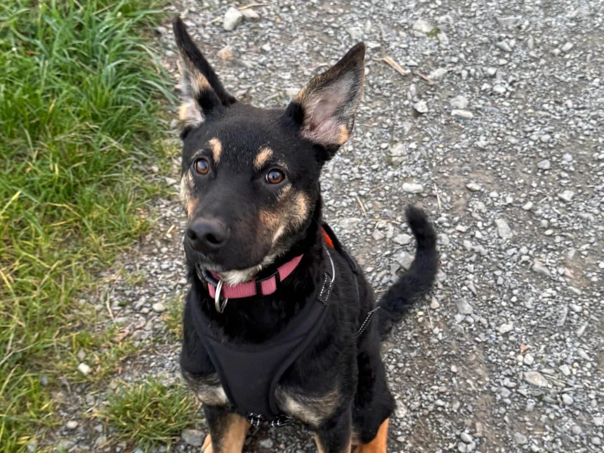 Cosmo, male puppy Mixed Breed for adoption at Ein Herz für Streuner e.V., München