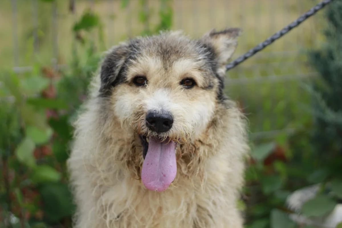 Cosmo, male senior Mixed Breed for adoption at Ein Herz für Streuner e.V., München