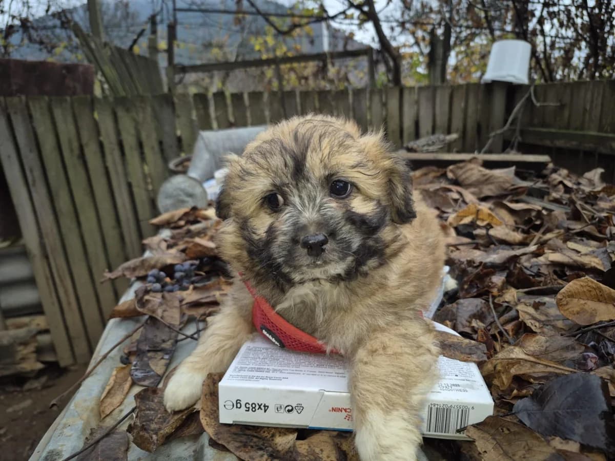 Cotton, female puppy Mixed Breed for adoption at Ein Herz für Streuner e.V., München