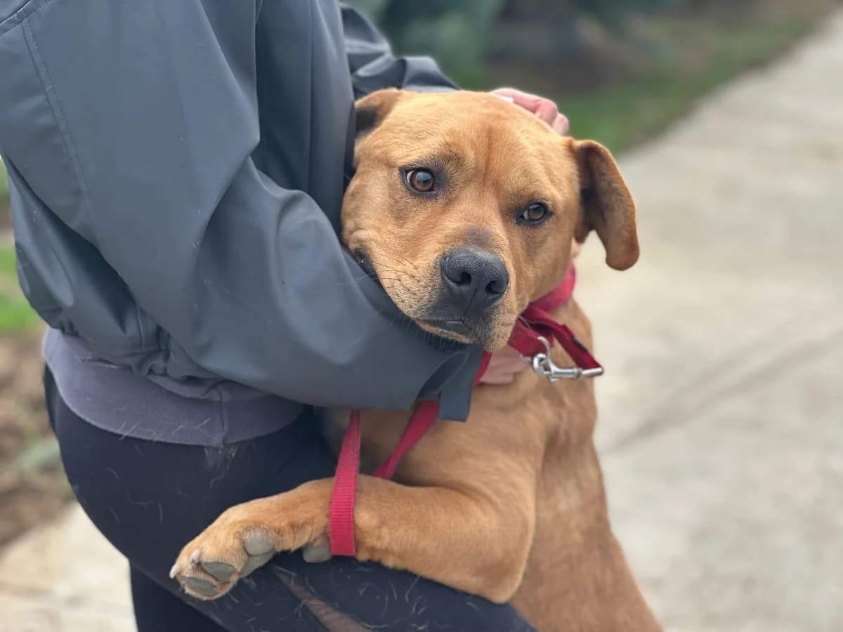 Coyoti, male 5yo Mixed Breed for adoption at Ein Herz für Streuner e.V., München