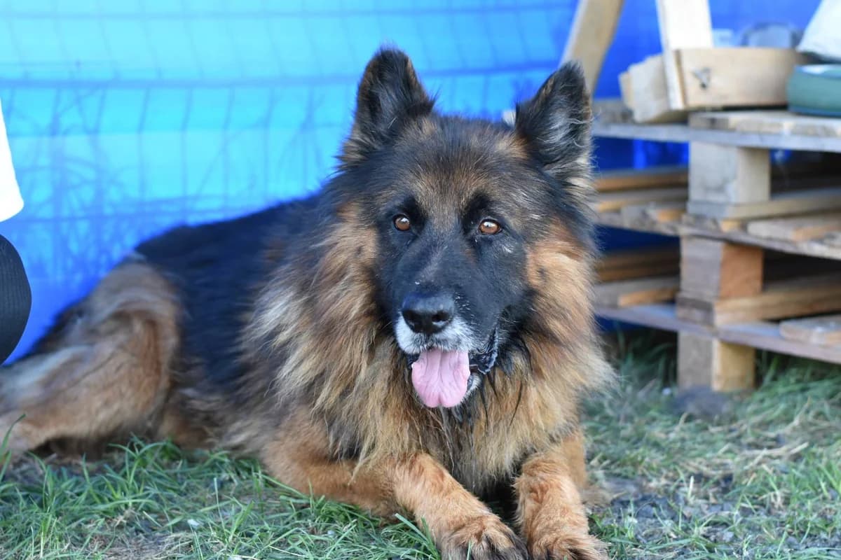 Crash, schwarz male 7yo Mixed Breed for adoption at Ein Herz für Streuner e.V., München