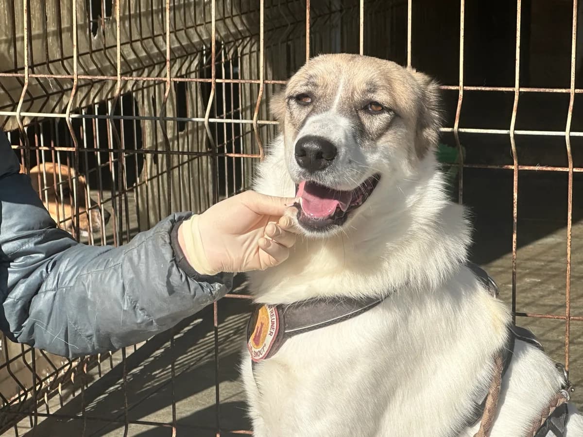 Creamy, female 5yo Mixed Breed for adoption at Ein Herz für Streuner e.V., München
