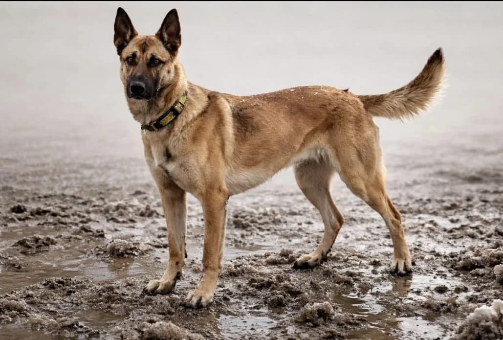 Creo, male 5yo Mixed Breed for adoption at Ein Herz für Streuner e.V., München