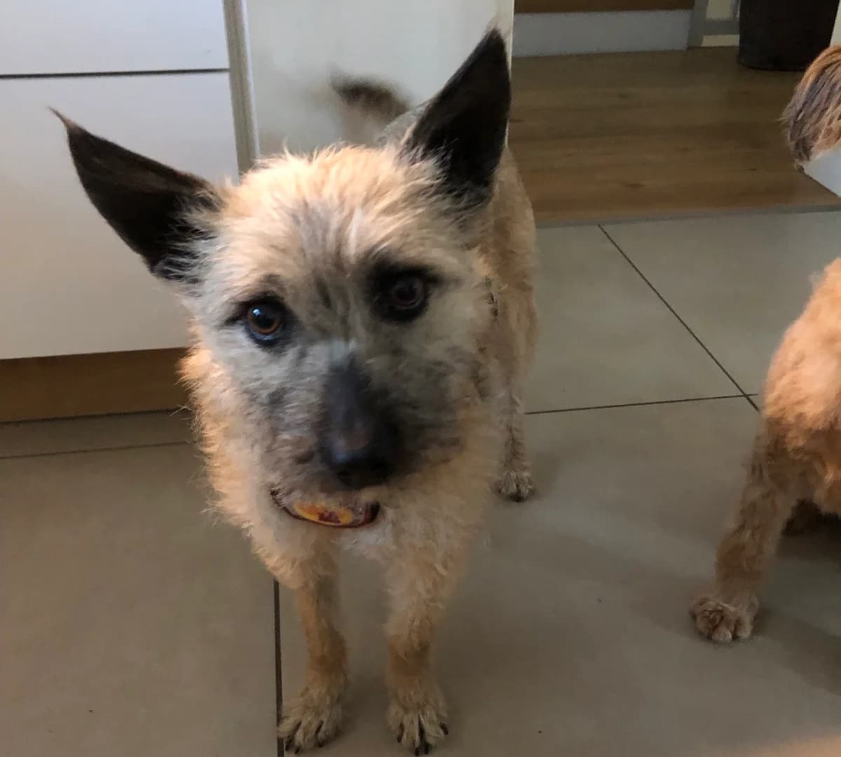 Crispy, female young Mixed Breed for adoption at Ein Herz für Streuner e.V., München