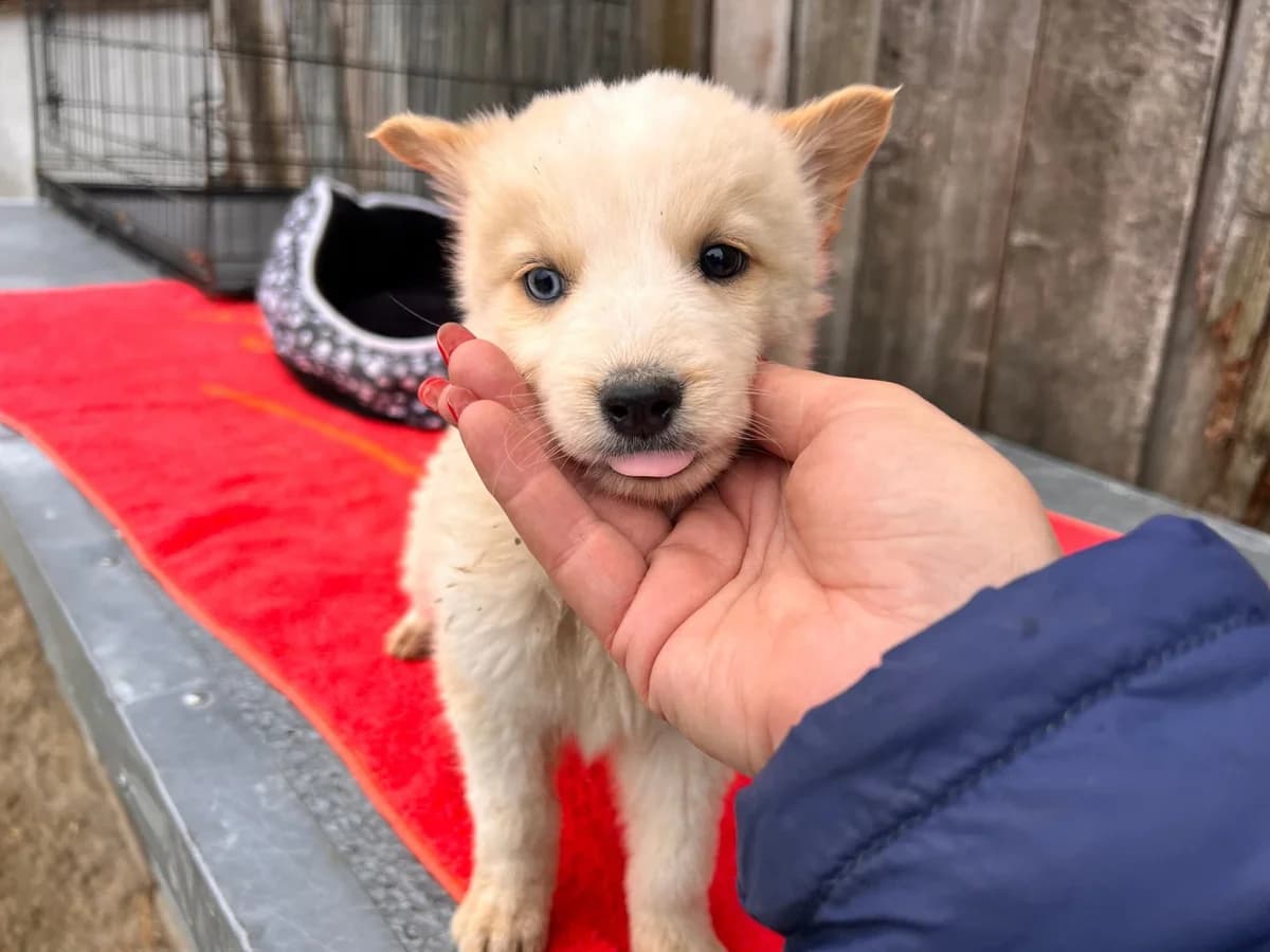 Crispy, dunkelbraun male puppy Mixed Breed for adoption at Ein Herz für Streuner e.V., München