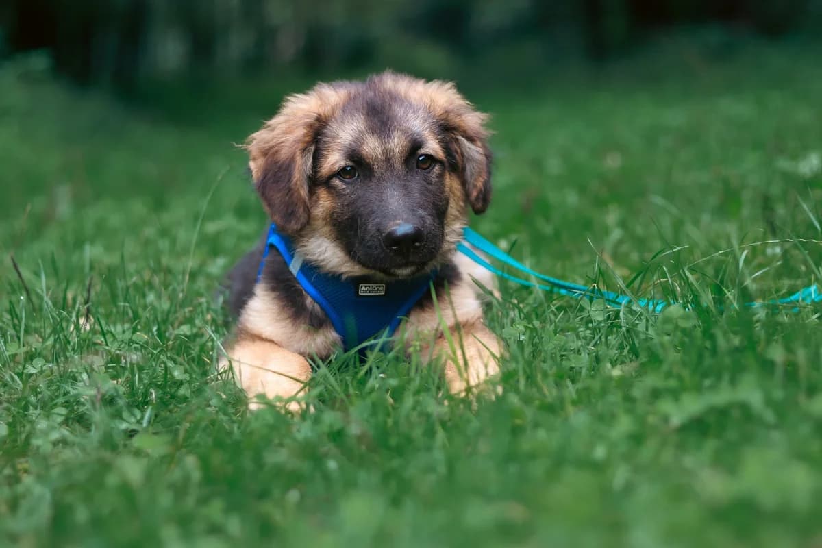 Crocket, schwarz male puppy Mixed Breed for adoption at Ein Herz für Streuner e.V., München