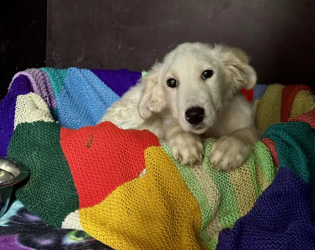 Crystal, female puppy Mixed Breed for adoption at Ein Herz für Streuner e.V., München
