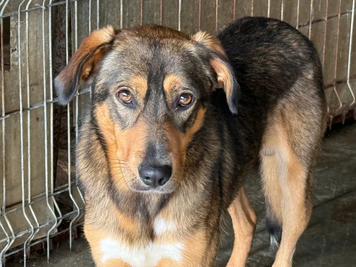 Cuan, male young Mixed Breed for adoption at Ein Herz für Streuner e.V., München