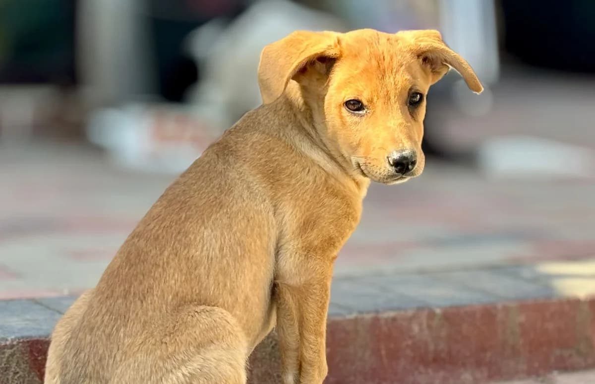 Cuba, male puppy Mixed Breed for adoption at Ein Herz für Streuner e.V., München