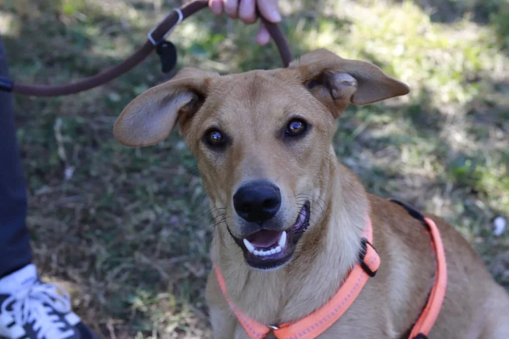 Cuba, male puppy Mixed Breed for adoption at Ein Herz für Streuner e.V., München