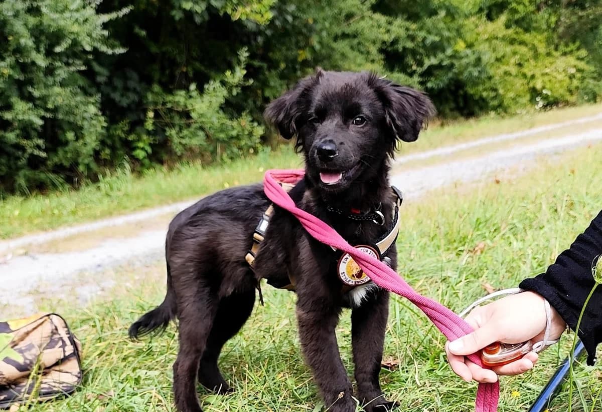 Cuinn, weiß male puppy Mixed Breed for adoption at Ein Herz für Streuner e.V., München