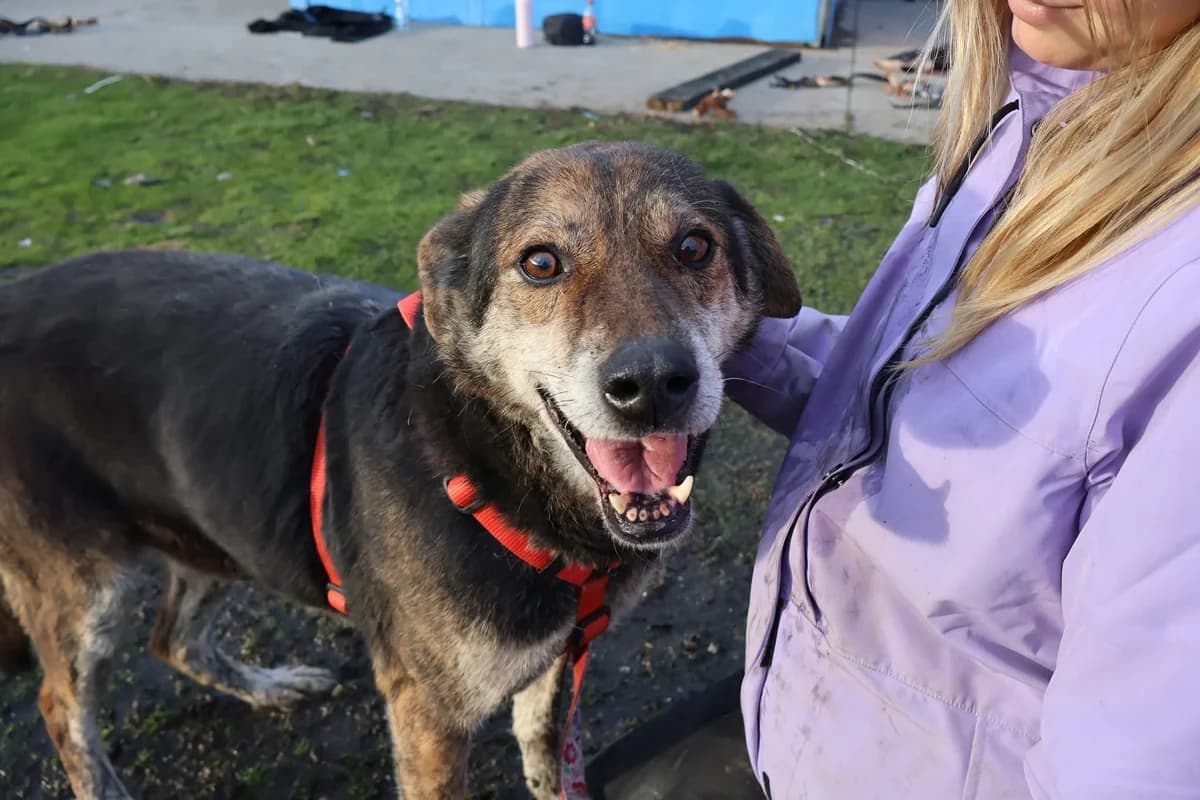 Cujo, male 5yo Mixed Breed for adoption at Ein Herz für Streuner e.V., München