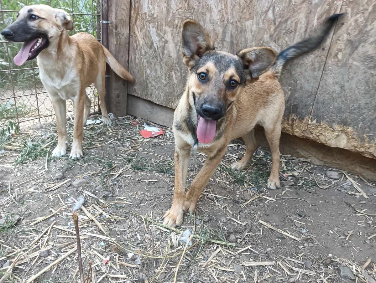 Cutie, male puppy Mixed Breed for adoption at Ein Herz für Streuner e.V., München