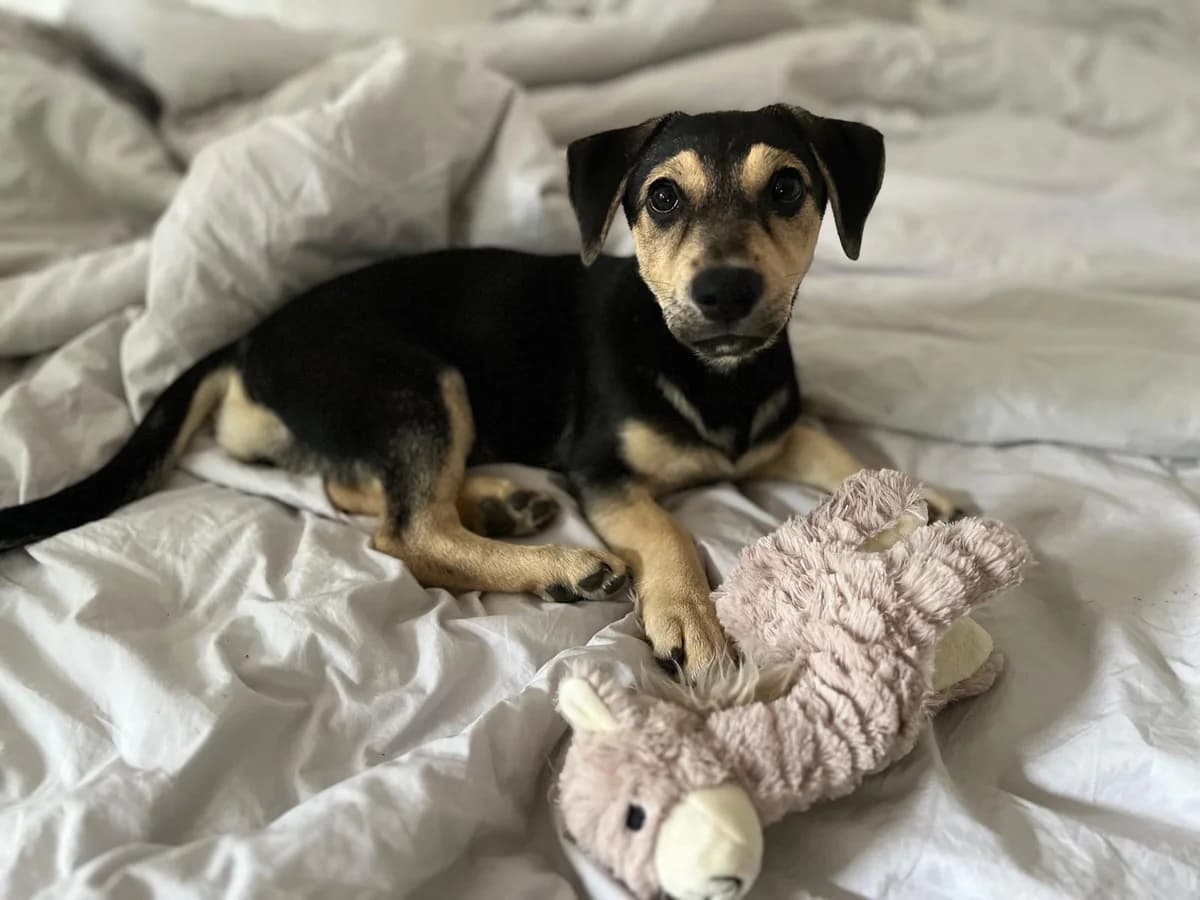 Cutie, female puppy Mixed Breed for adoption at Ein Herz für Streuner e.V., München