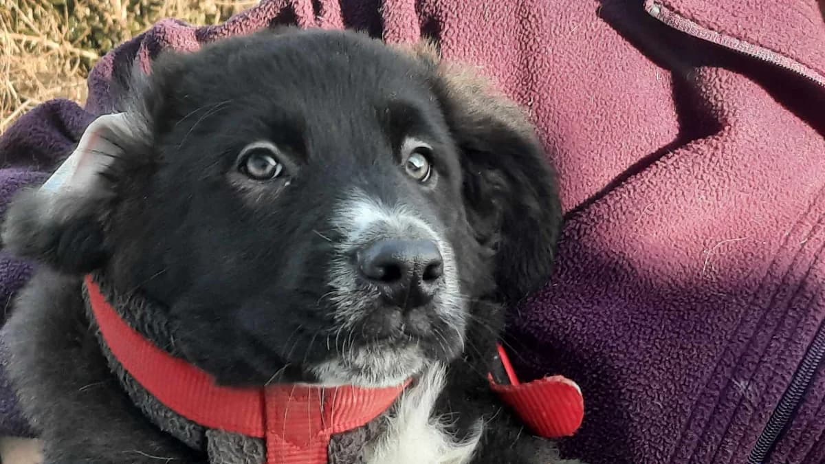 Dade, weiß male puppy Mixed Breed for adoption at Ein Herz für Streuner e.V., München