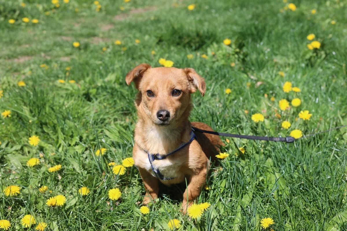 Daggy, Mixed Breed for adoption at Ein Herz für Streuner e.V., München