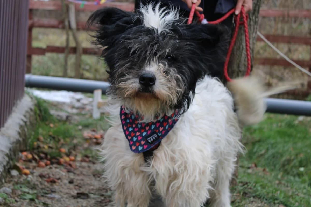 Dai, male senior Mixed Breed for adoption at Ein Herz für Streuner e.V., München