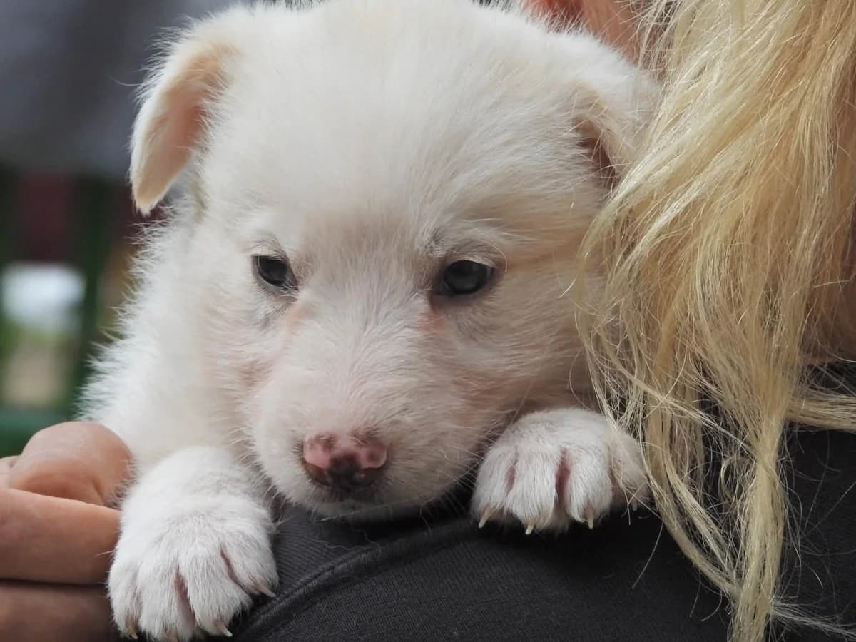 Daiki, male puppy Mixed Breed for adoption at Ein Herz für Streuner e.V., München