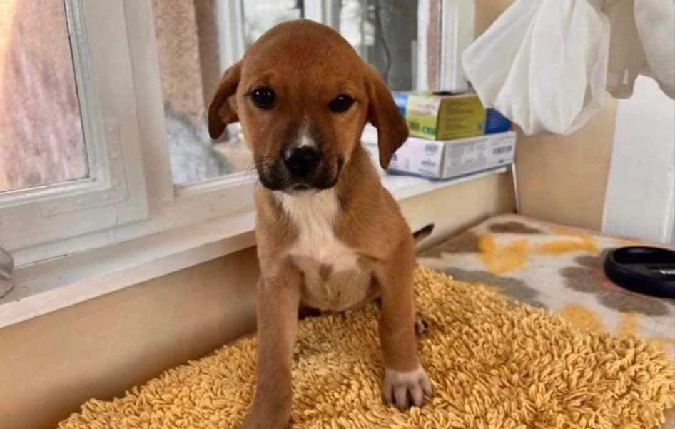 Daisy, weiß puppy Mixed Breed for adoption at Ein Herz für Streuner e.V., München