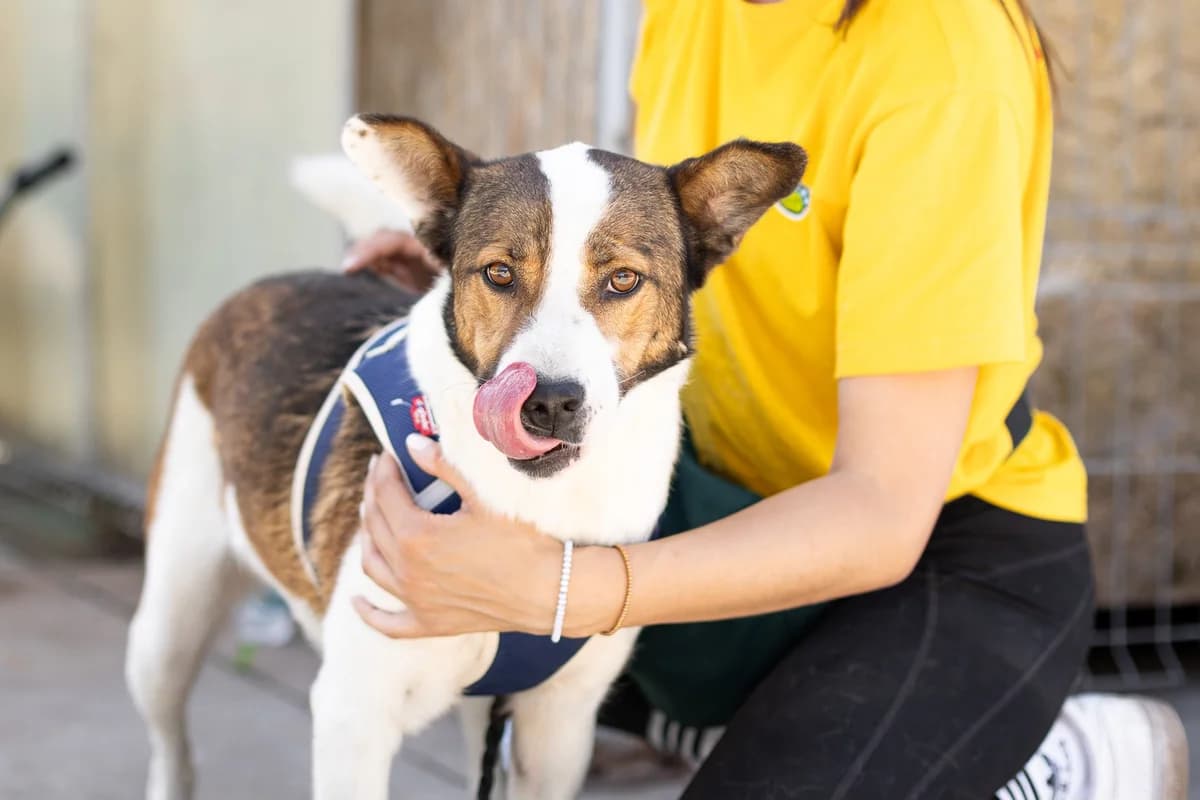 Daisy, female 3yo Mixed Breed for adoption at Ein Herz für Streuner e.V., München