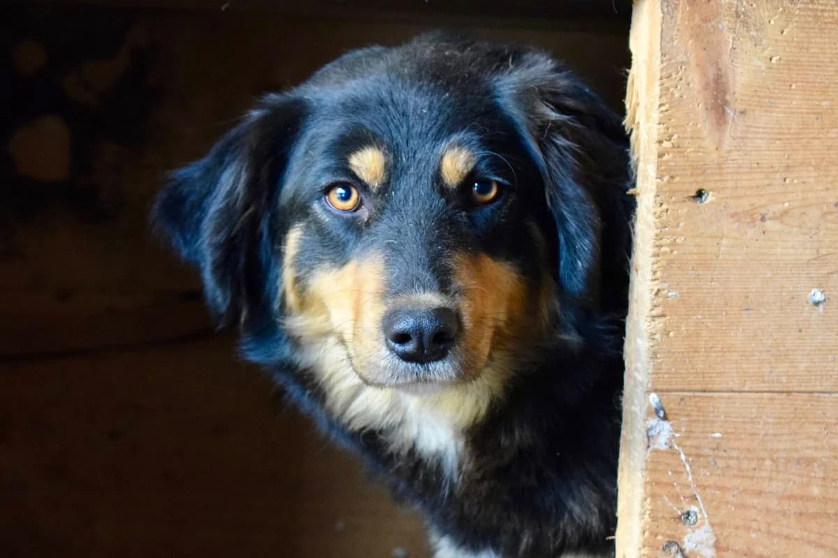 Daisy, female 3yo Mixed Breed for adoption at Ein Herz für Streuner e.V., München