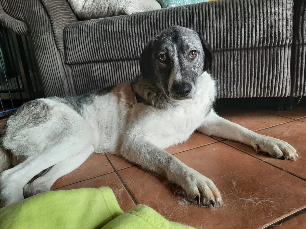 Daisy Mae, female Mixed Breed for adoption at Ein Herz für Streuner e.V.