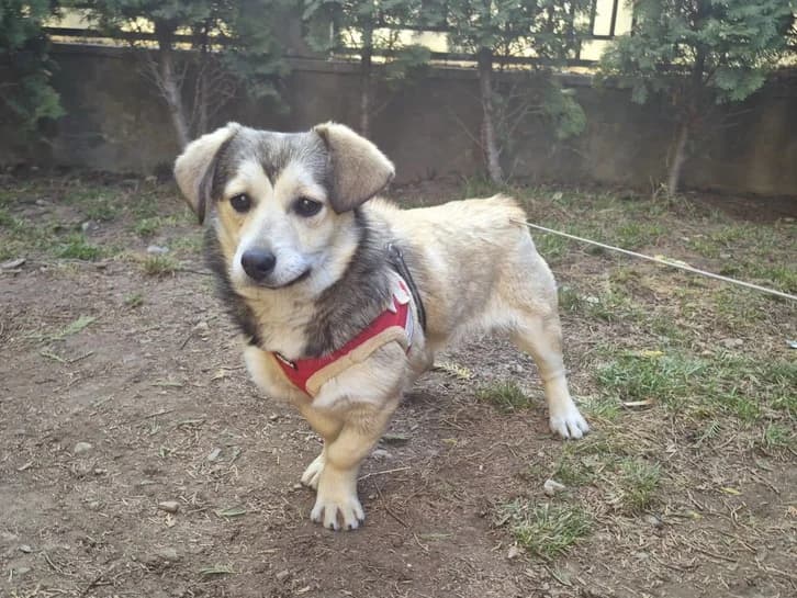Daja, female 5yo Mixed Breed for adoption at Ein Herz für Streuner e.V., München