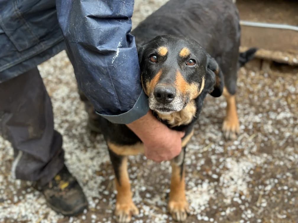 Dakota, female 6yo Mixed Breed for adoption at Ein Herz für Streuner e.V., München