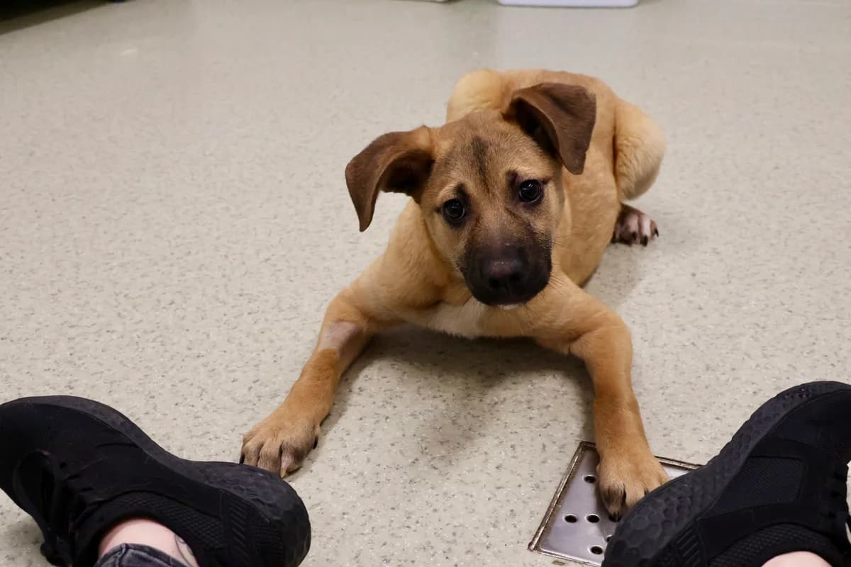 Dala, female puppy Mixed Breed for adoption at Ein Herz für Streuner e.V., München