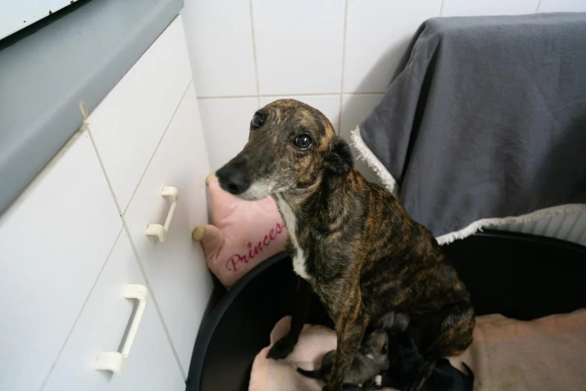 Dalia, braun female 7yo Mixed Breed for adoption at Ein Herz für Streuner e.V., München