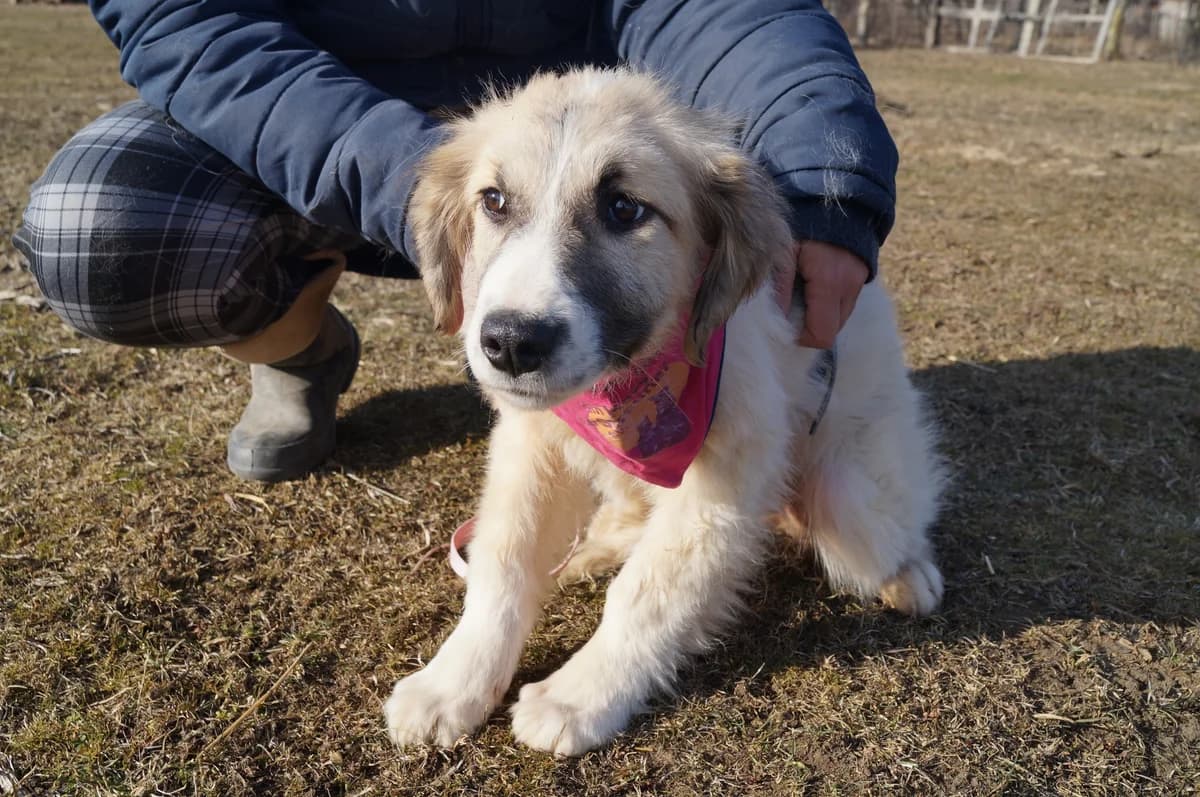 Damaris, female puppy Mixed Breed for adoption at Ein Herz für Streuner e.V., München