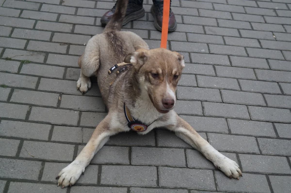Damian, hellbraun male puppy Mixed Breed for adoption at Ein Herz für Streuner e.V., München
