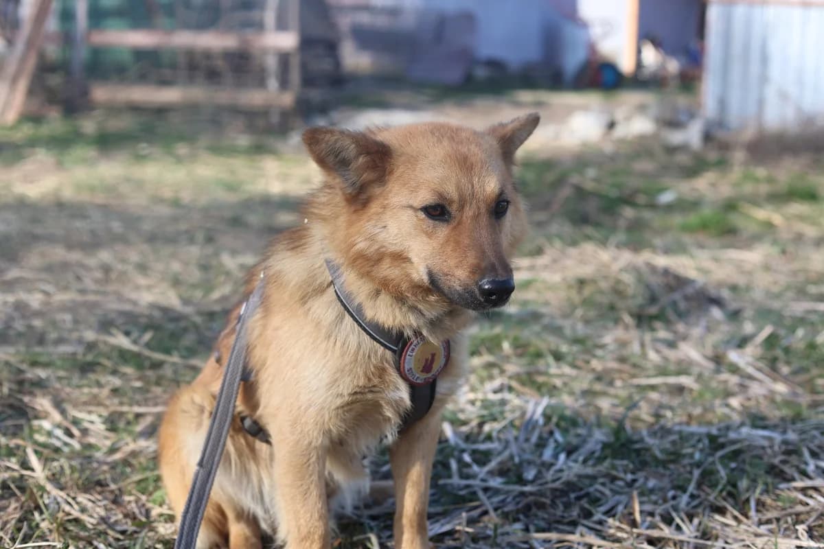 Dan, male 5yo Mixed Breed for adoption at Ein Herz für Streuner e.V., München