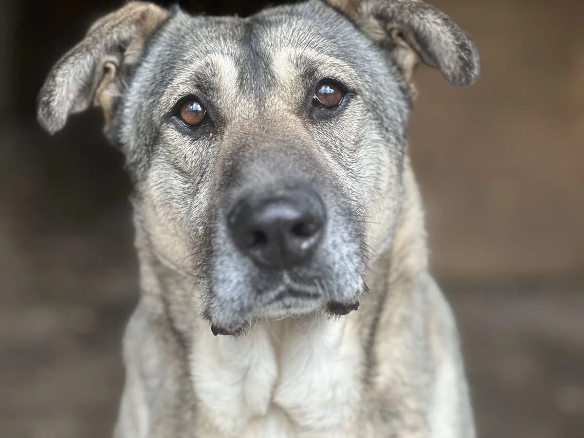 Dana, female 7yo Mixed Breed for adoption at Ein Herz für Streuner e.V., München