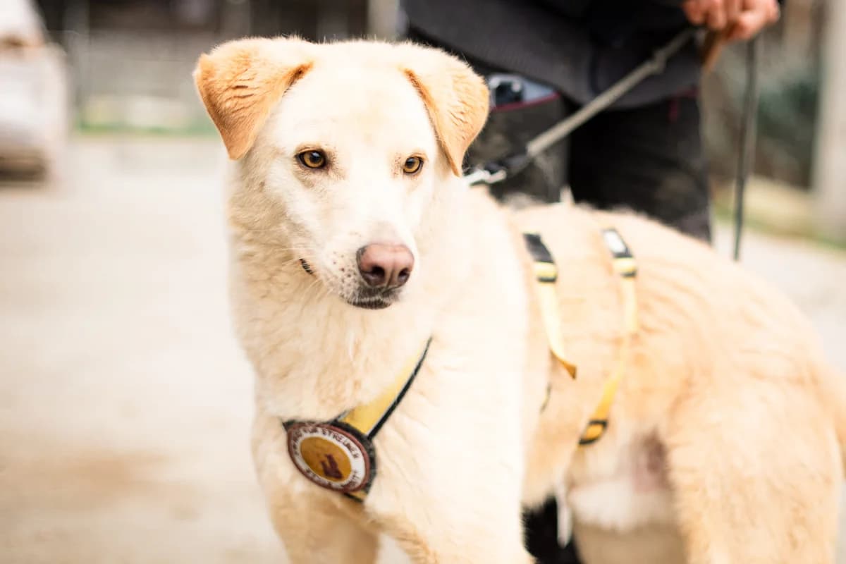 Dancer, male 4yo Mixed Breed for adoption at Ein Herz für Streuner e.V., München
