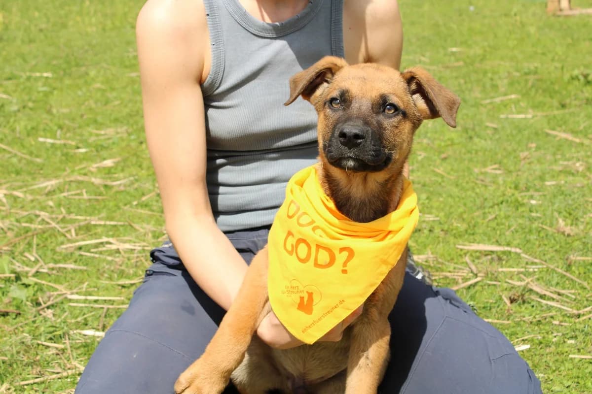 Danger, weiß male puppy Mixed Breed for adoption at Ein Herz für Streuner e.V., München