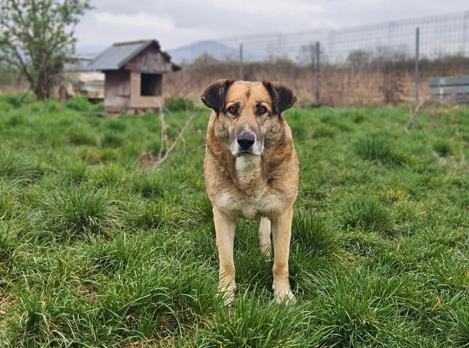 Dani, female 6yo Mixed Breed for adoption at Ein Herz für Streuner e.V., München
