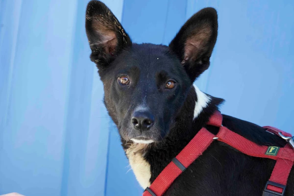 Danika, female young Mixed Breed for adoption at Ein Herz für Streuner e.V., München
