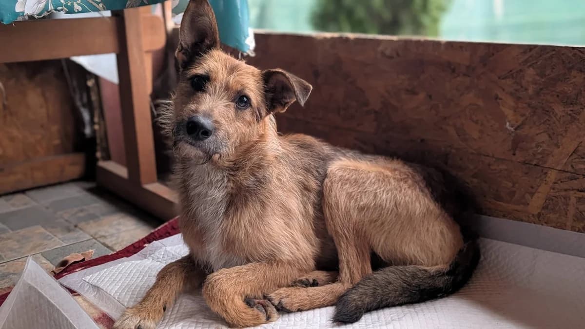 Danny, male 5yo Mixed Breed for adoption at Ein Herz für Streuner e.V., München