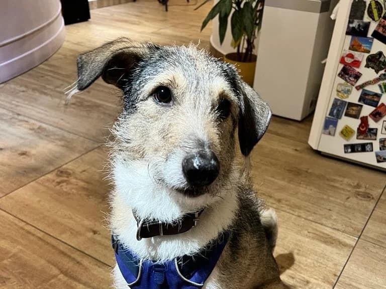 Daphne, female 5yo Mixed Breed for adoption at Ein Herz für Streuner e.V., München